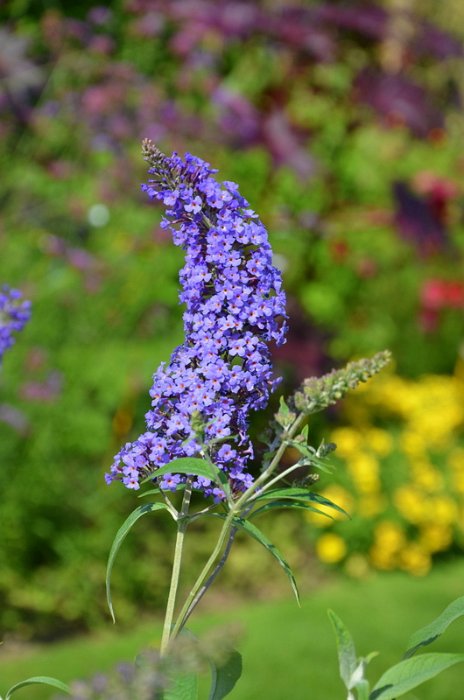 Buddleja davidii 'Reve de Papillon' (2)